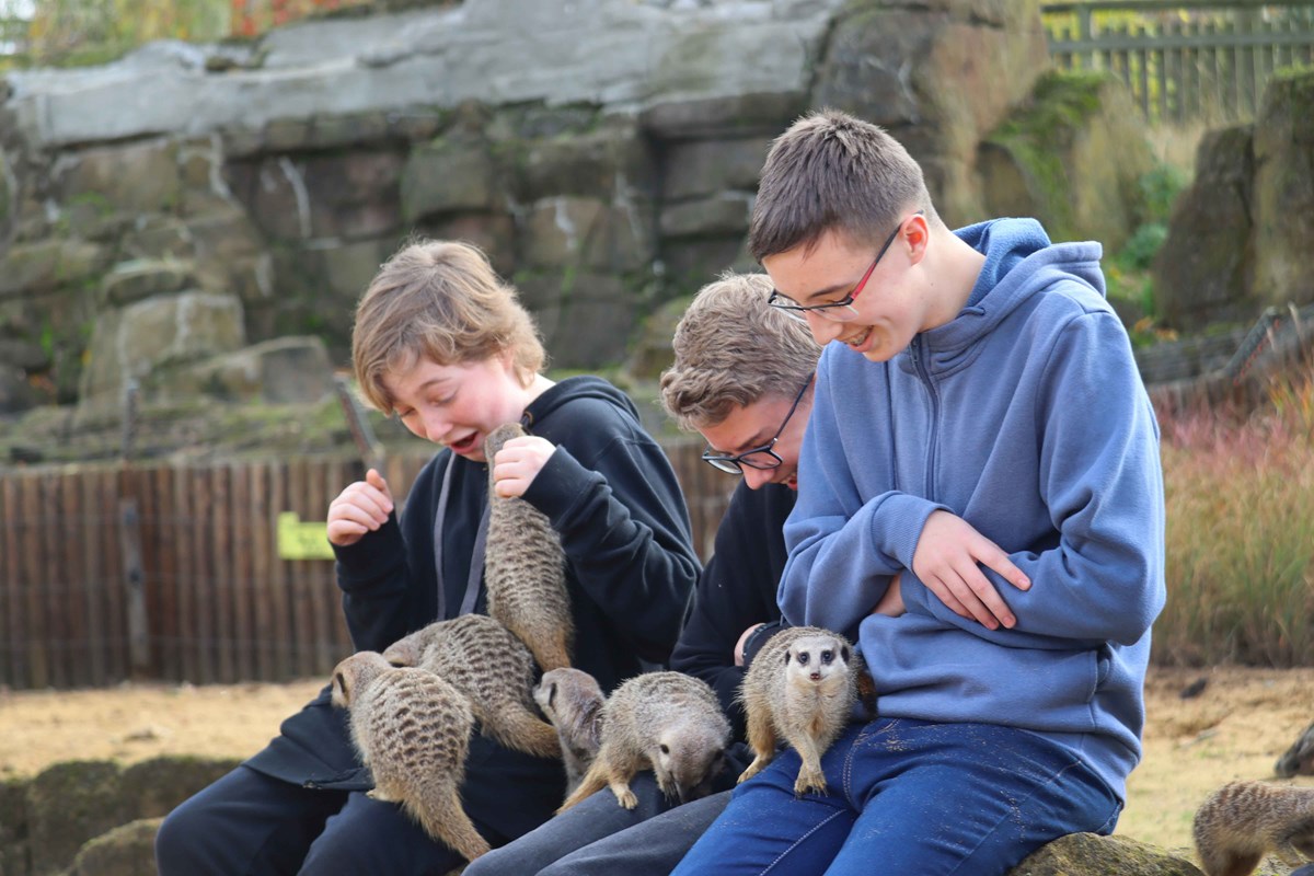 Three children sat on a rock, with six meerkats running across their laps