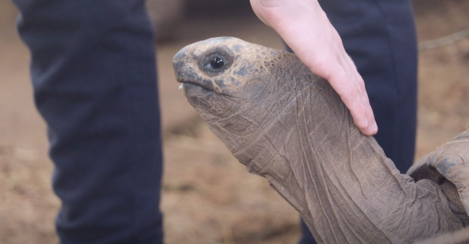 A child with it's hand on a tortoise, stroking it's head