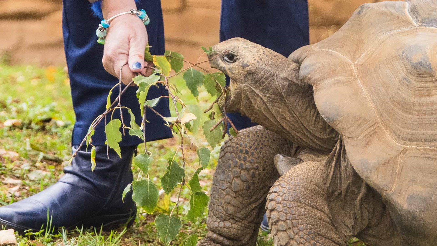 A person handfeeding a tortoise with some leaves