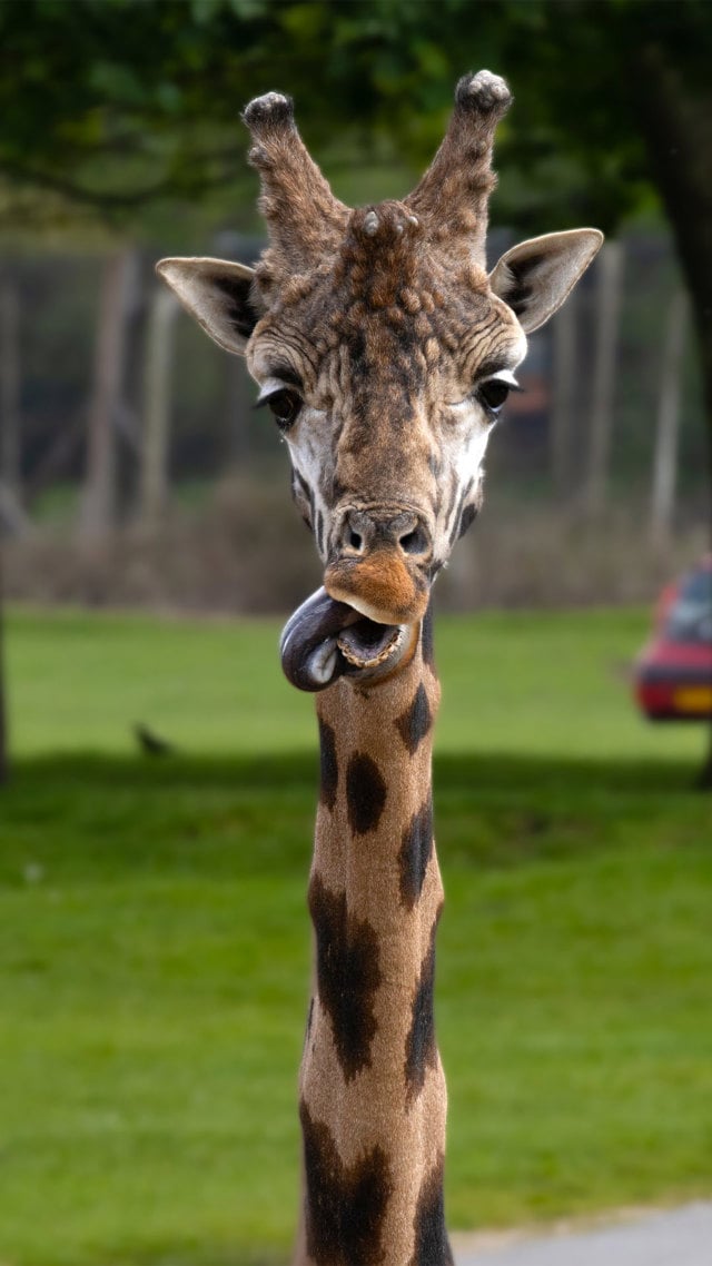 Casper the Rothschilds giraffe licking lips 