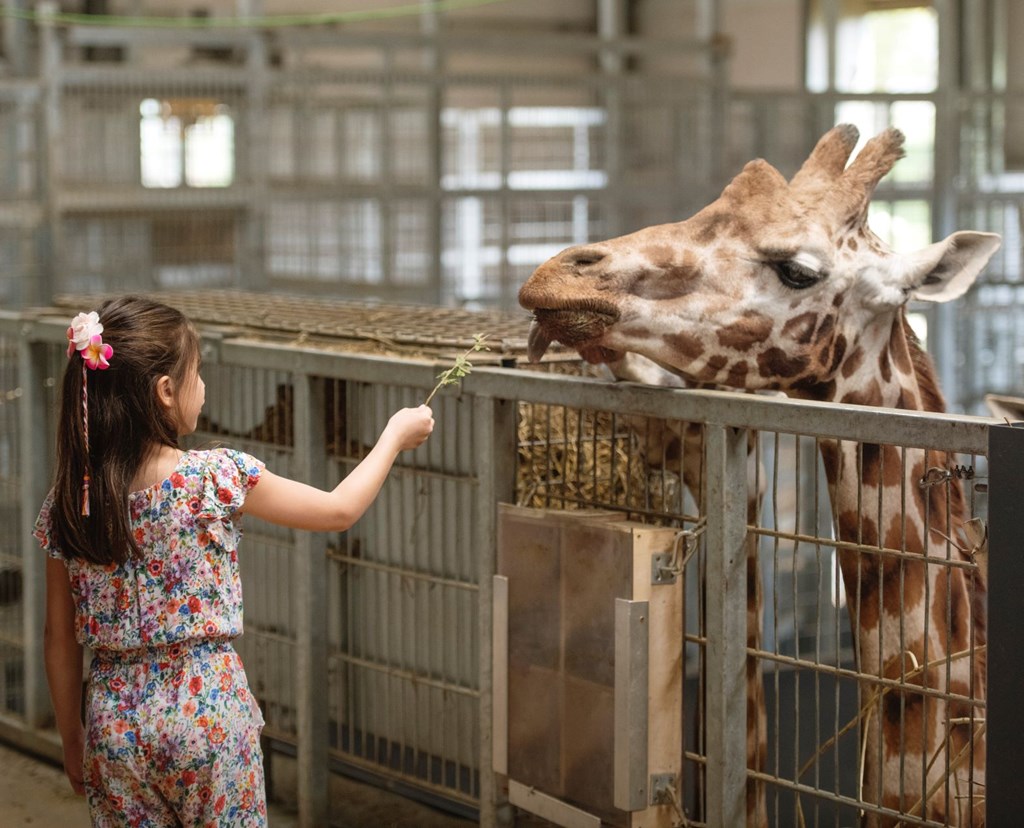 Young girl feeds giraffe a branch on high platform inside giraffe house 