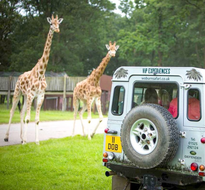 Two giraffes approach safari VIP vehicle in road safari
