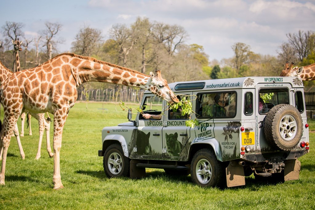 Giraffe bends down to eat branches from safari VIP vehicle in road safari 