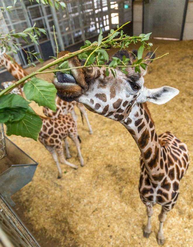 Giraffe reaches neck up to eat branch from high platform with sawdust below 