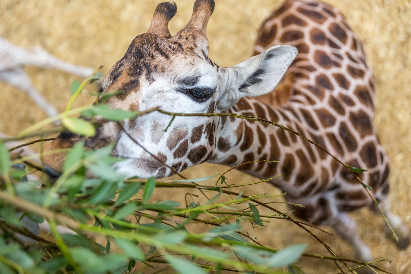 Giraffe reaches up to eat leaves 