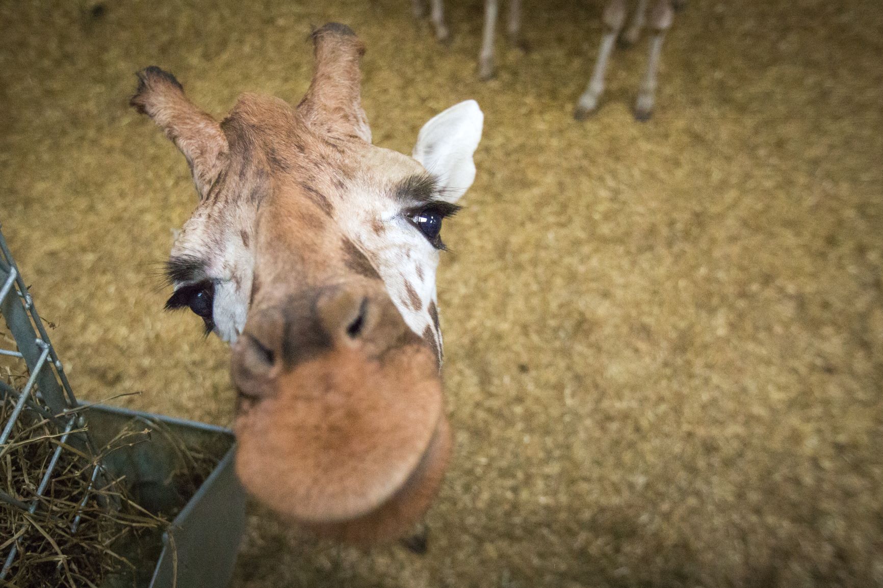 Giraffe looks up at camera from above inside giraffe house 