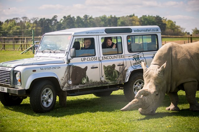 Guests watch rhino excitedly from safari vip truck in grassy road safari
