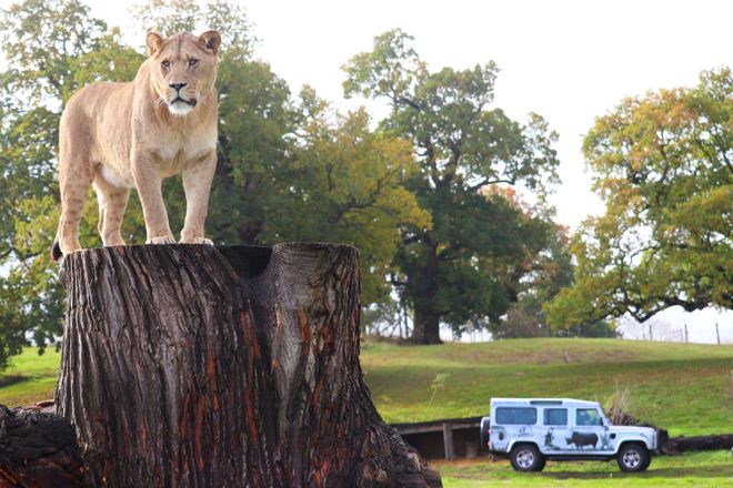Lion on tree stump in front of vip vehicle
