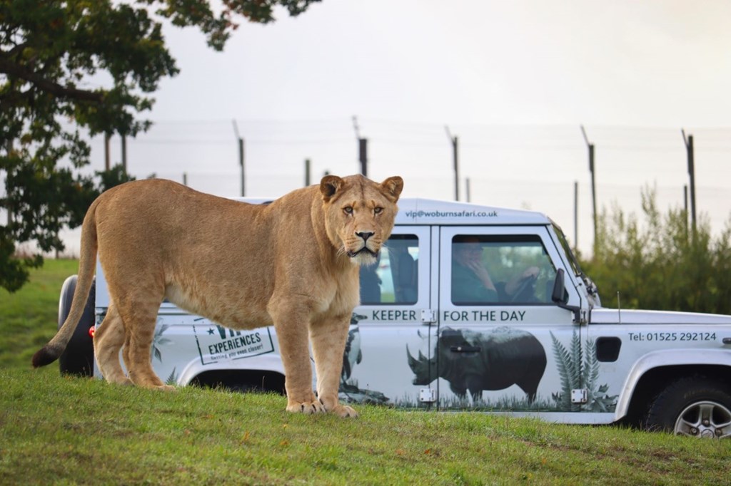 African lion looks at camera with VIP safari truck behind him