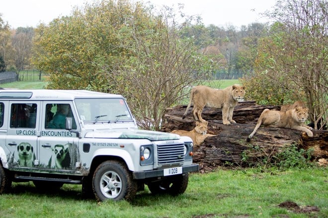 Three young lions relax on logs beside VIP Safari vehicle