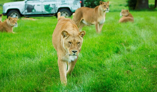 lion walks through grass with other lions laying in background near safari VIP truck