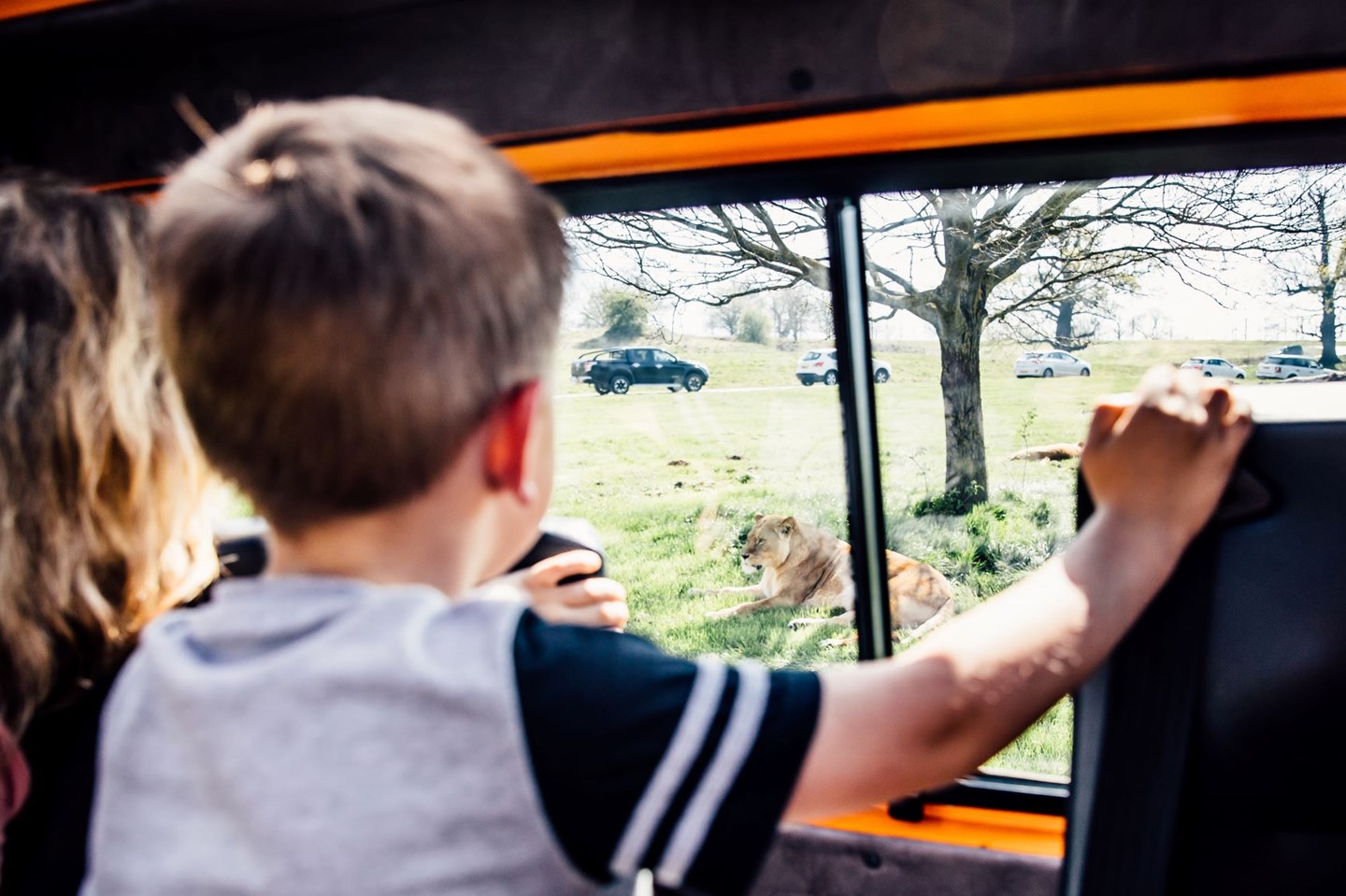 Young boy looks out at african lion relaxing on grass from inside safari VIP vehicle 