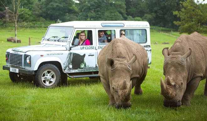Two rhinos graze in grassy enclosure near safari VIP vehicle while guests watch them excitedly 