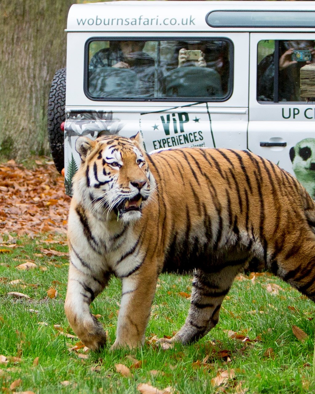 Amur Tiger walks in front of VIP Safari truck filled with excited guests taking photos 