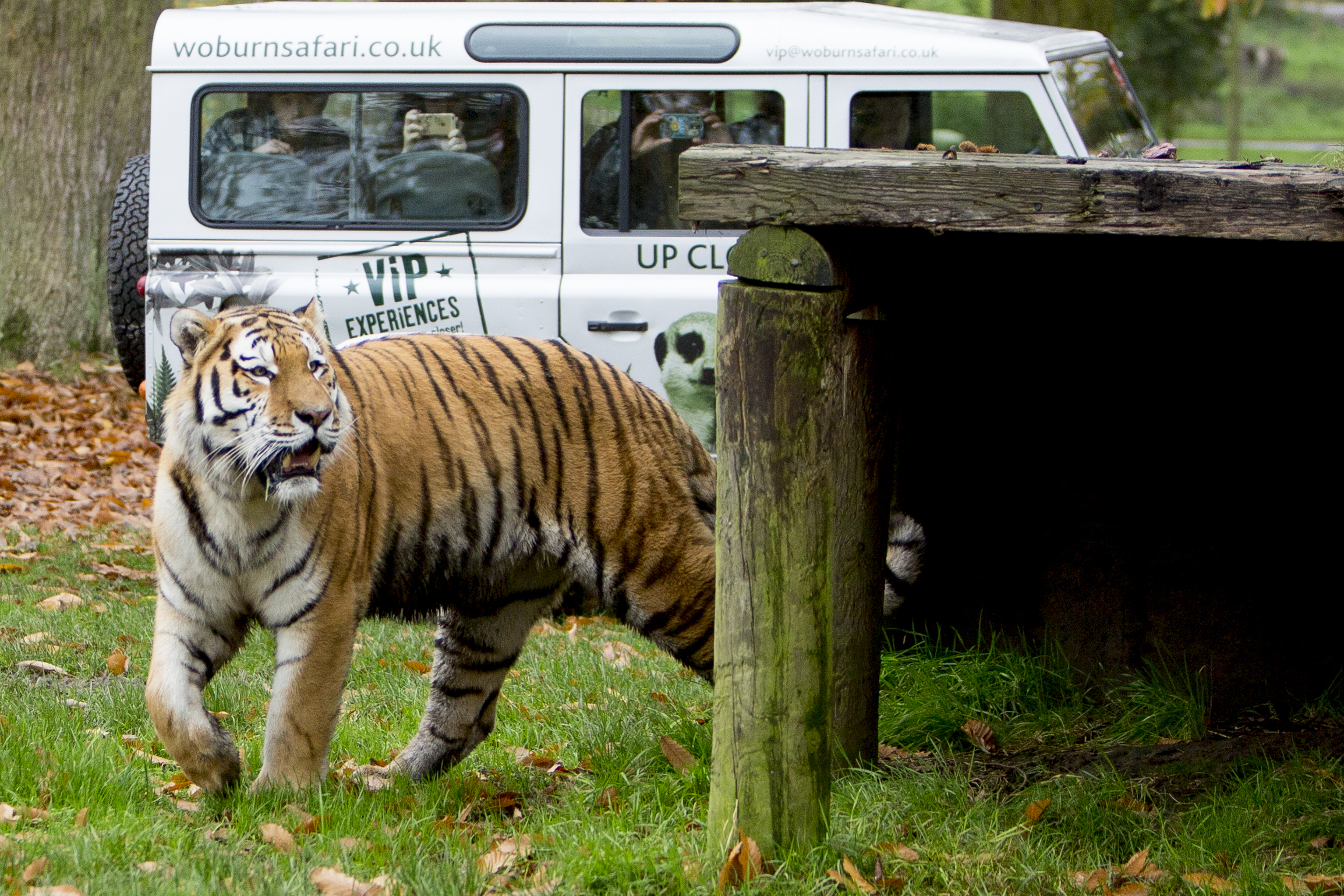 woburn safari park animal experiences