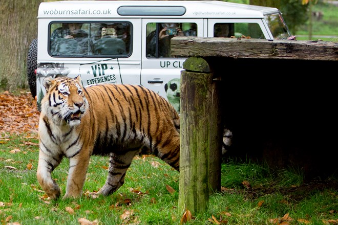 Tiger walks beside safari VIP truck as guests excitedly watch and film 
