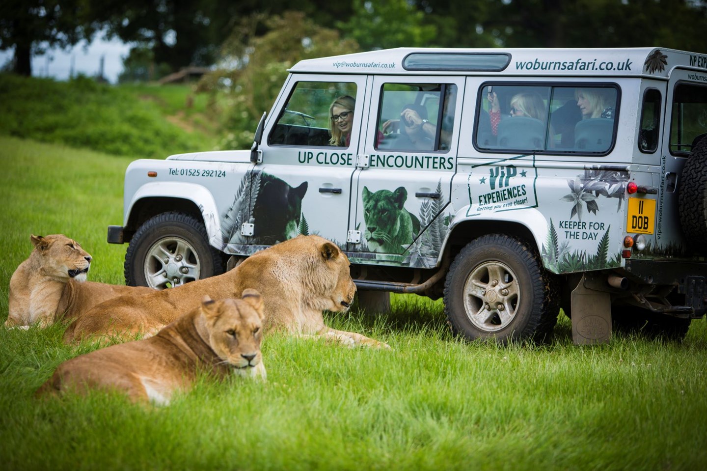 Three African lions relax on grass while guests watch and film excitedly from inside safari VIP truck