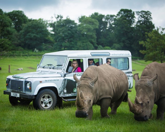 Two rhinos graze alongside safari VIP vehicle as guests look excitedly out at them