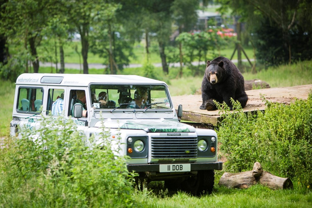Black bear sits on tree stump next to safari VIP vehicle as guests inside excitedly watch