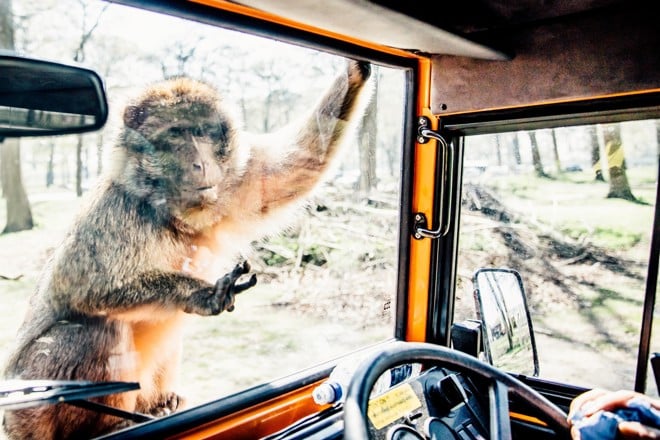Monkey places fingers on windscreen of Safari VIP vehicle view from inside