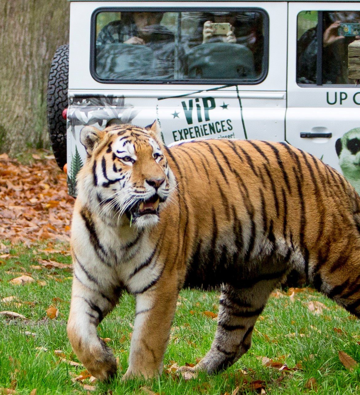 VIP experience with Amur tiger at Woburn Safari Park