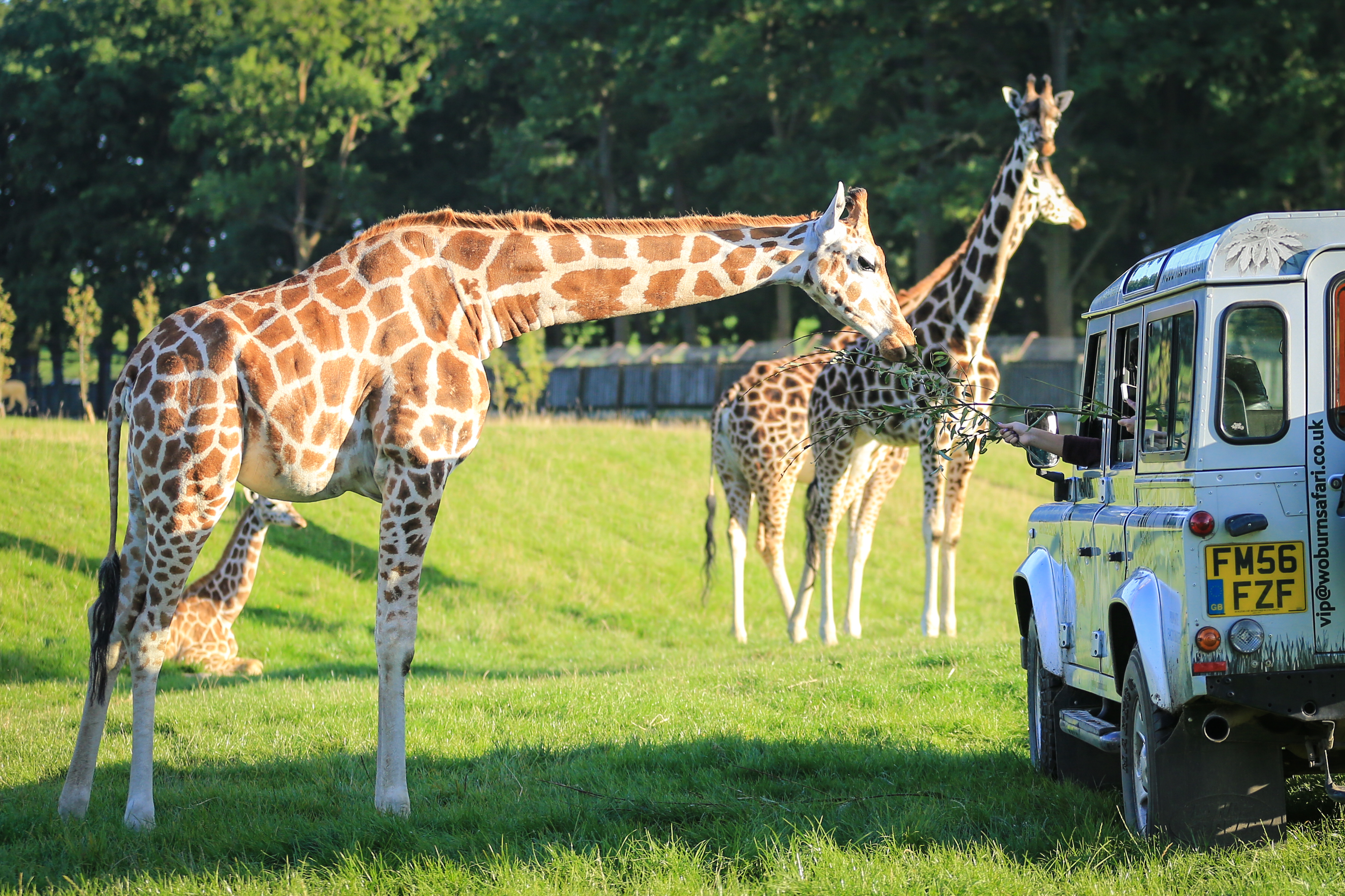 woburn safari park to milton keynes