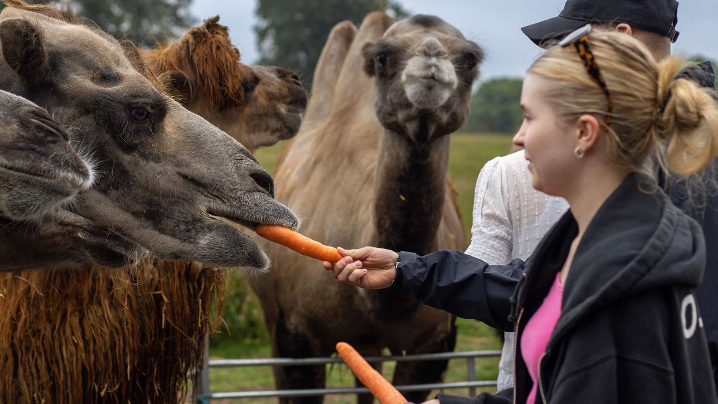 A woman feeding a carrot to a camel as part of the camel VIP Experience at Woburn Safari Park