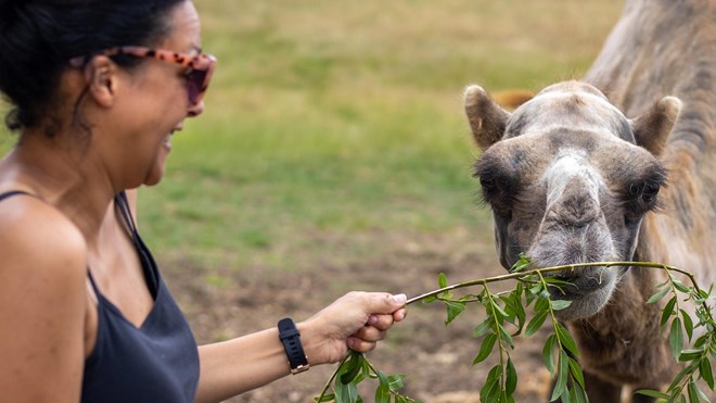 A woman feeding leaves to a camel as part of the VIP Experience at Woburn Safari Park