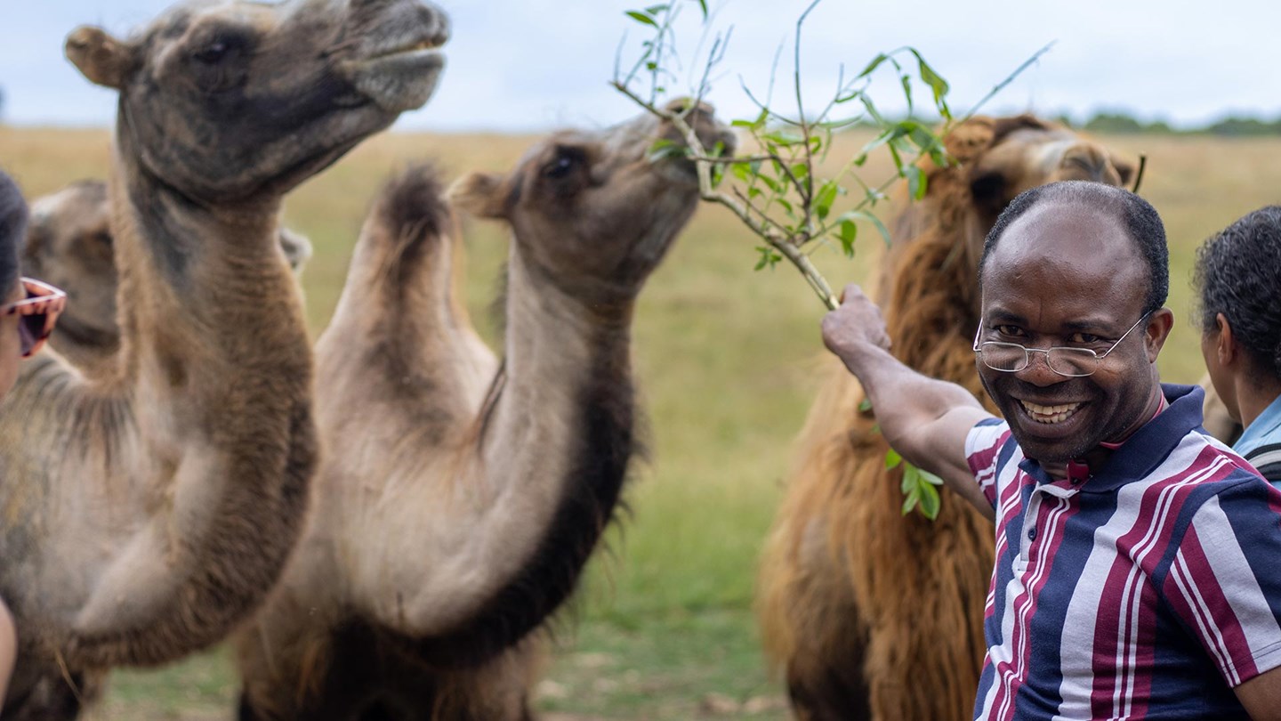 A man feeding a branch to two camels as part of the camel VIP Experience at Woburn Safari Park