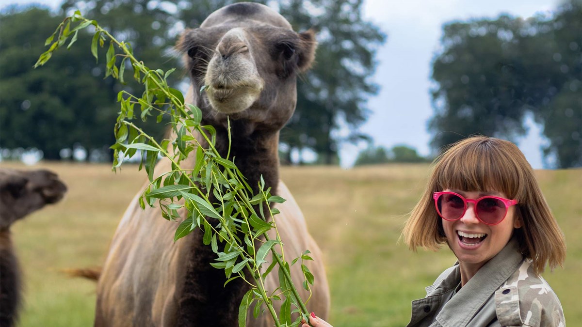 A woman feeding a leaves to a camel as part of the camel VIP Experience at Woburn Safari Park