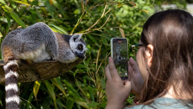 Image of lemur vip june 2023 16 web res