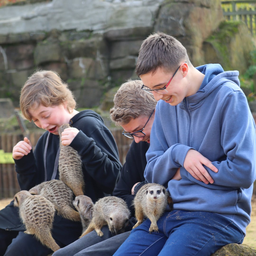 Three boys with meerkats on their laps in up close encounter
