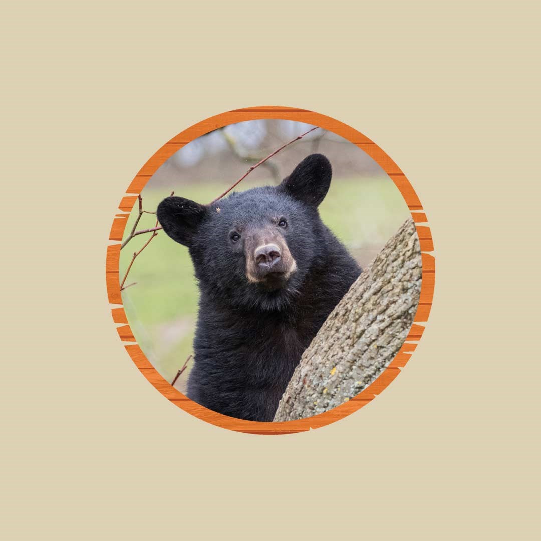 Image of young north american black bear button